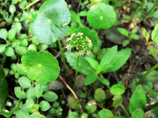 {Hydrocotyle umbellata}